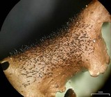 Canomaculina subsumpta image