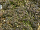 Collema bachmanianum image