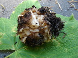 Geopora cooperi image