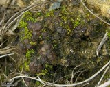 Collema bachmanianum image
