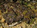 Collema bachmanianum image