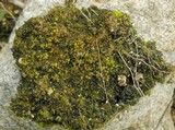 Collema bachmanianum image
