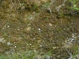 Collema bachmanianum image