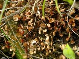 Peltigera didactyla image