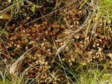 Peltigera didactyla image