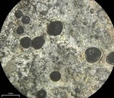 Rhizocarpon rubescens image