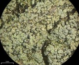 Trapeliopsis granulosa image