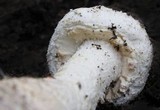 Amanita rhopalopus image
