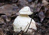 Amanita rhopalopus image