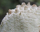 Amanita rhopalopus image