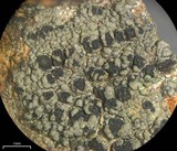 Rhizocarpon reductum image