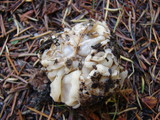 Geopora cooperi image