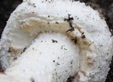 Amanita rhopalopus image