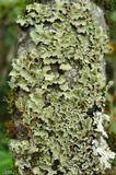 Usnocetraria oakesiana image