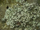Parmelia omphalodes image