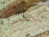 Chaenotheca brunneola image