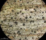 Buellia schaereri image