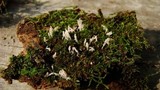 Arcyria cinerea image