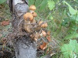 Armillaria solidipes image