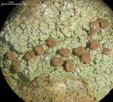 Baeomyces rufus image