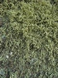 Ramalina petrina image