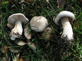 Hebeloma crustuliniforme image