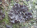 Leptogium cochleatum image
