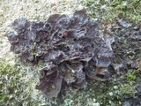 Leptogium cochleatum image