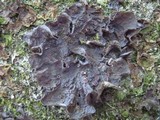Leptogium cochleatum image
