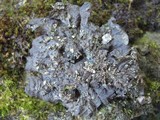 Leptogium cochleatum image