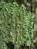 Canoparmelia crozalsiana image