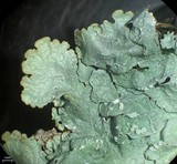 Canoparmelia crozalsiana image