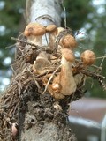 Armillaria solidipes image