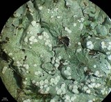 Canoparmelia crozalsiana image