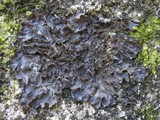 Leptogium cyanescens image