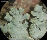 Hypotrachyna showmanii image