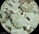 Hypotrachyna showmanii image