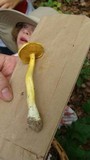 Boletus curtisii image