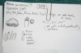 Scoliciosporum pensylvanicum image