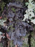 Leptogium cyanescens image