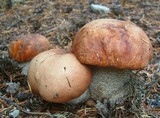 Leccinum ponderosum image