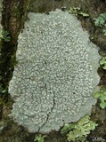 Pertusaria trachythallina image