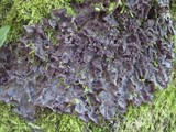 Leptogium cyanescens image