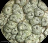 Pertusaria rubefacta image