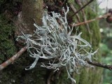 Ramalina calicaris image