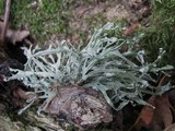 Ramalina calicaris image
