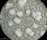 Varicellaria velata image