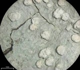 Varicellaria velata image