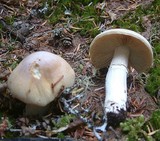 Cortinarius caperatus image
