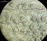 Pertusaria pustulata image